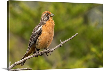 South America, Chile, Patagonia, Plant-Cutter Bird On Limb