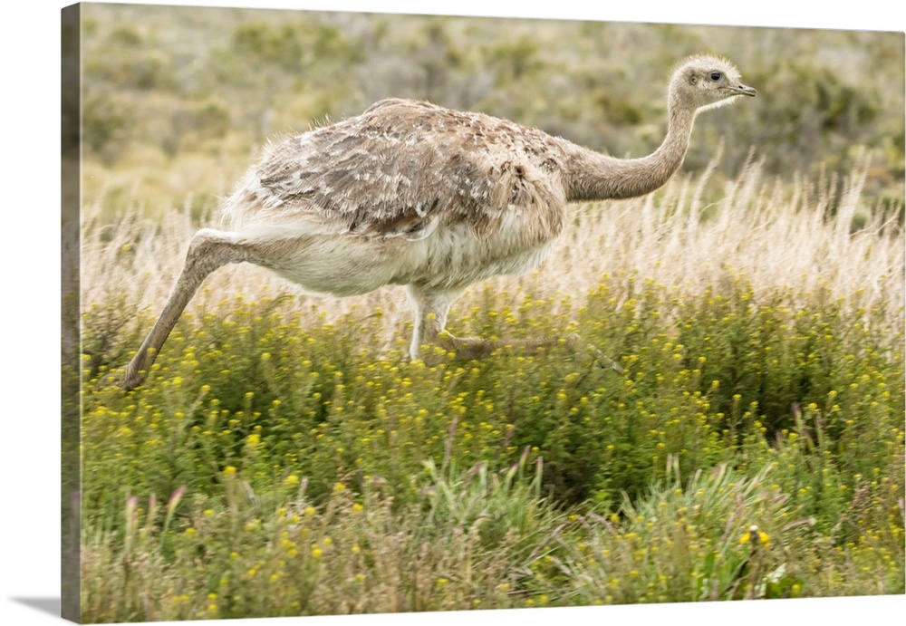 South America, Chile, Patagonia. Rhea running.