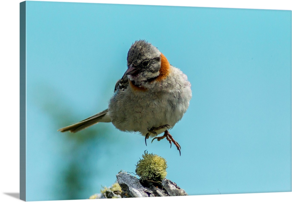 South America, Chile, Patagonia. Rufous-collared sparrow jumping. Credit as: Cathy and Gordon Illg / Jaynes Gallery / Dani...