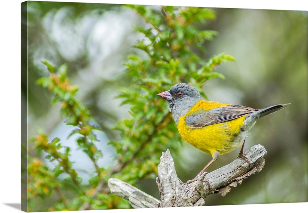 South America, Chile, Patagonia. Sierra finch close-up.