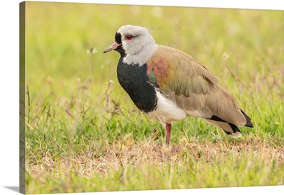 South America, Chile, Patagonia, Southern Lapwing Close-Up