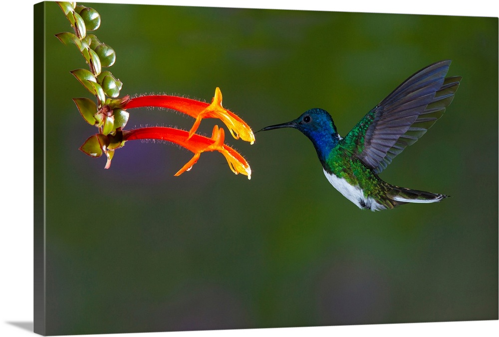 South America, Costa Rica. White-necked jacobin hummingbird.