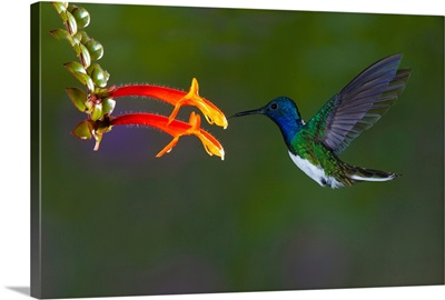 South America, Costa Rica, White-Necked Jacobin Hummingbird