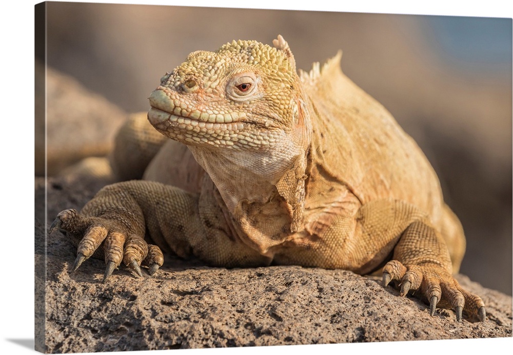 South America, Ecuador, Galapagos National Park. Land iguana close-up.