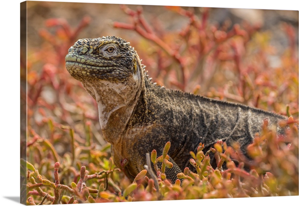 South America, Ecuador, Galapagos National Park. Land iguana in red portulaca plants.