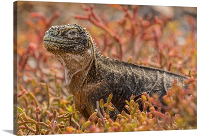 South America, Ecuador, Galapagos National Park, Land Iguana In Red Portulaca Plants