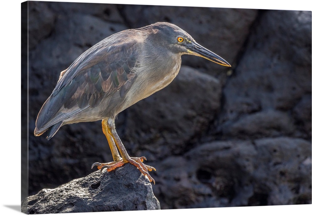 South America, Ecuador, Galapagos National Park. Lava heron on rock.