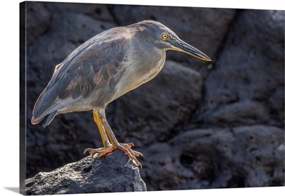 South America, Ecuador, Galapagos National Park, Lava Heron On Rock