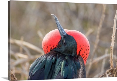 South America, Ecuador, Galapagos National Park, Male Frigatebird Displaying Throat Sac