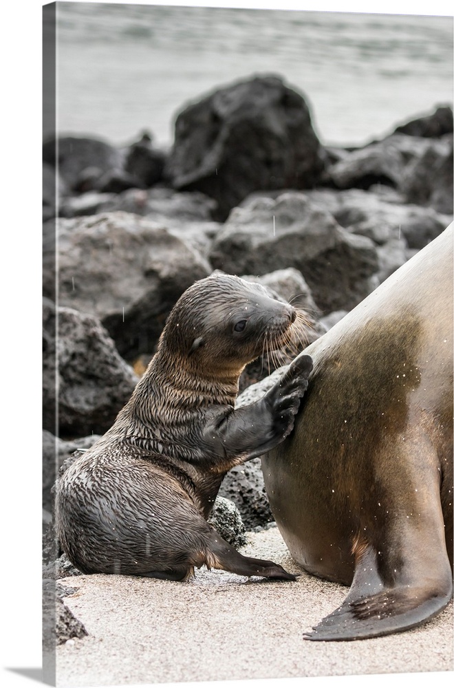 South America, Ecuador, Galapagos National Park. Sea lion and pup.