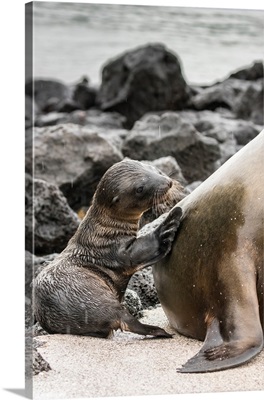 South America, Ecuador, Galapagos National Park, Sea Lion And Pup