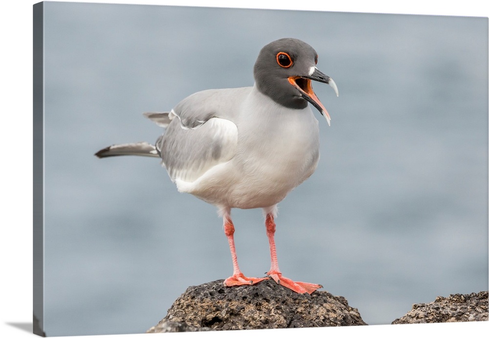 South America, Ecuador, Galapagos National Park. Swallow-tailed gull panting to stay cool.