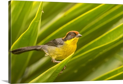 South America, Equador, Nono, Rufous-Naped Bush-Finch