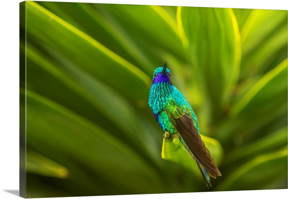 South America, Equador, Nono. Sparkling violet-ear on leaf. Credit as: Cathy and Gordon Illg / Jaynes Gallery / DanitaDeli...