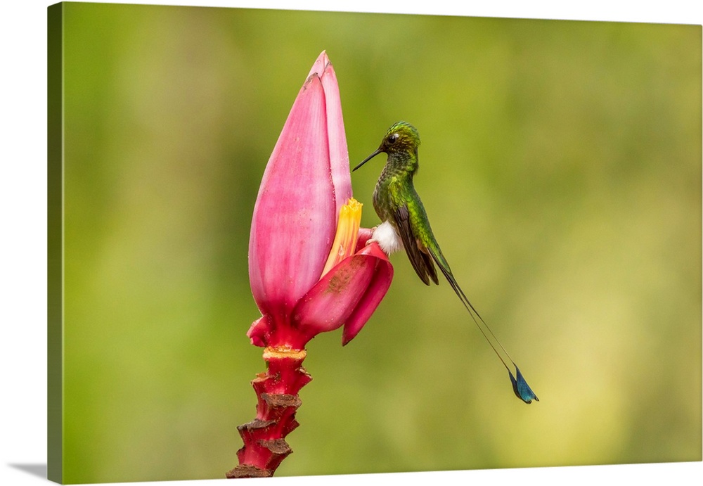 South America, Equador, Tandayapa Bird Lodge. Booted racket-tail feeding on flower.