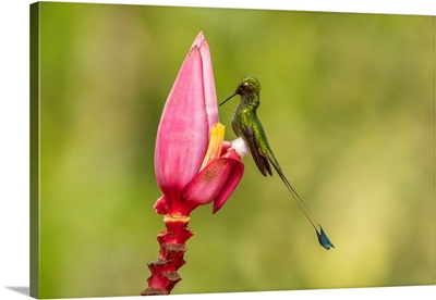 South America, Equador, Tandayapa Bird Lodge, Booted Racket-Tail Feeding On Flower