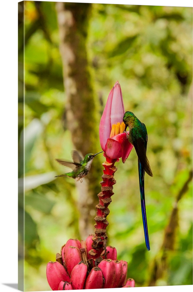 South America, Equador, Tandayapa Bird Lodge. Hummingbirds on banana flower.