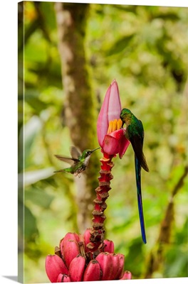 South America, Equador, Tandayapa Bird Lodge. Hummingbirds On Banana Flower.