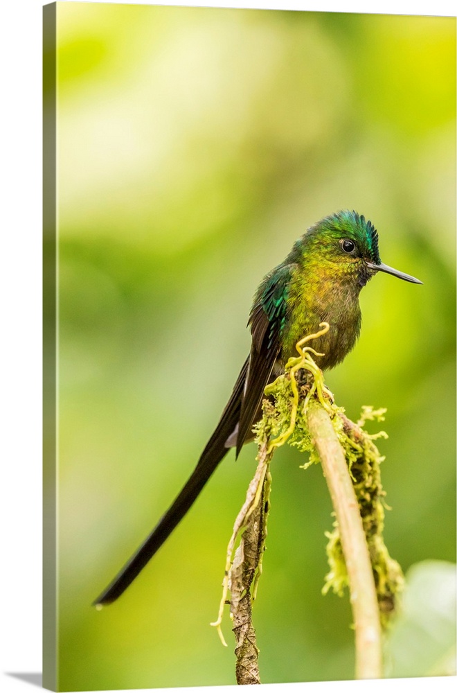 South America, Equador, Tandayapa Bird Lodge. Violet-tailed sylph on limb.