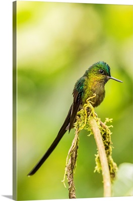 South America, Equador, Tandayapa Bird Lodge, Violet-Tailed Sylph On Limb