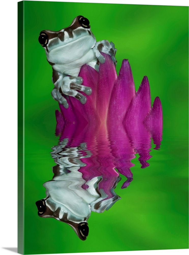 South America, Panama. Amazon milk frog reflects in water.