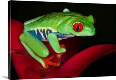 South America, Panama, Red-Eyed Tree Frog On Bromeliad Flower