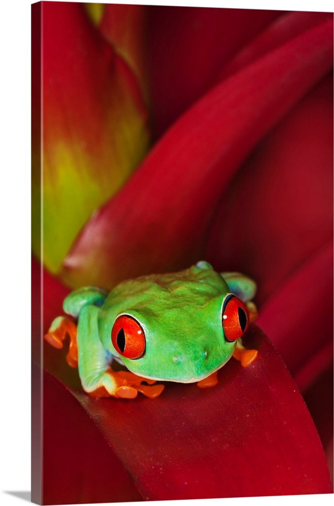 South America, Panama. Red-eyed tree frog on bromelied flower.