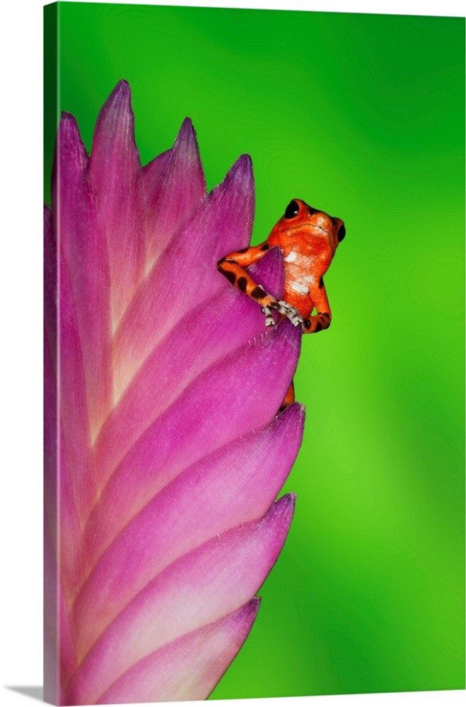 South America, Panama. Strawberry poison dart frog on bromeliad flower.