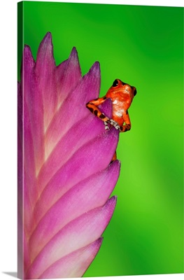 South America, Panama, Strawberry Poison Dart Frog On Bromeliad Flower