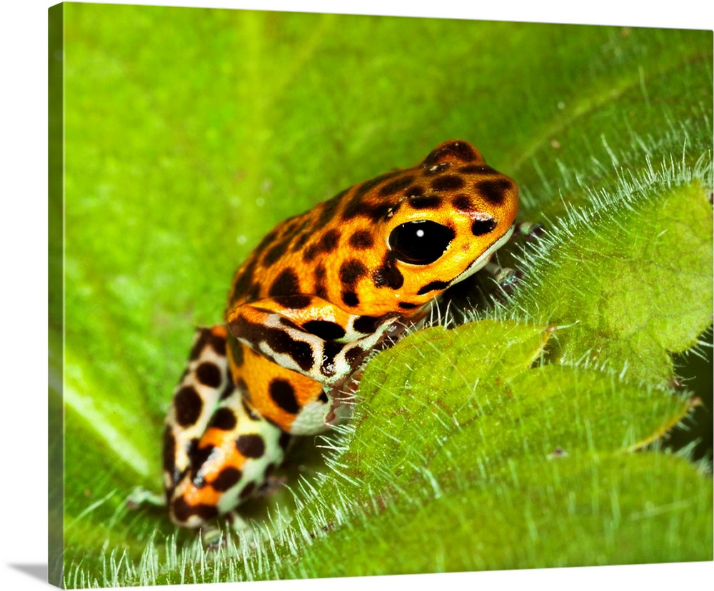 South America, Panama. Yellow form of poison dart frog on spiny plant.