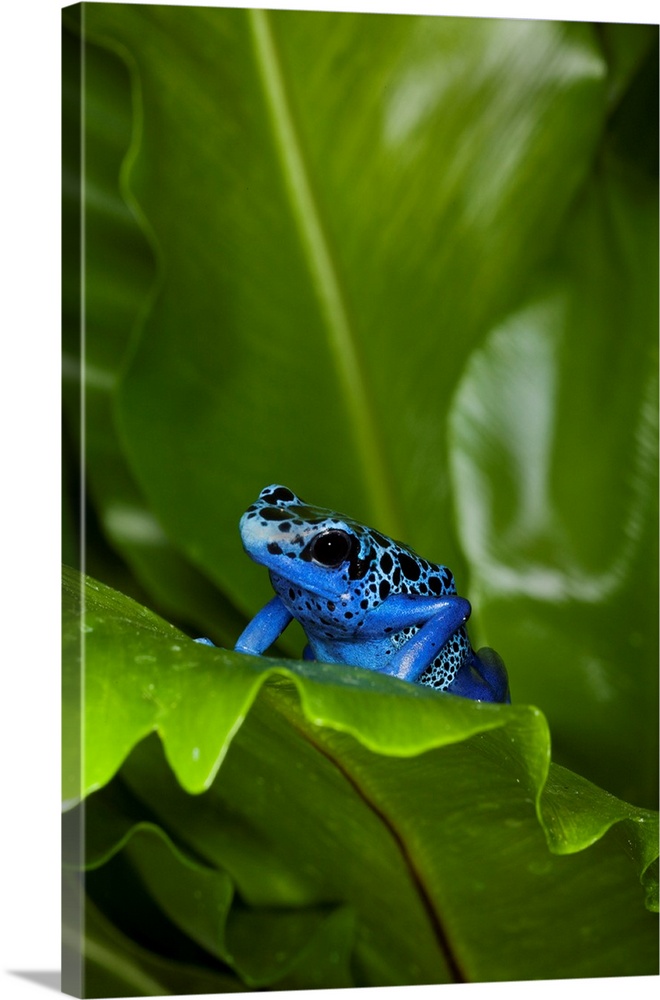 South America, Suriname. Blue dart frog on leaf.