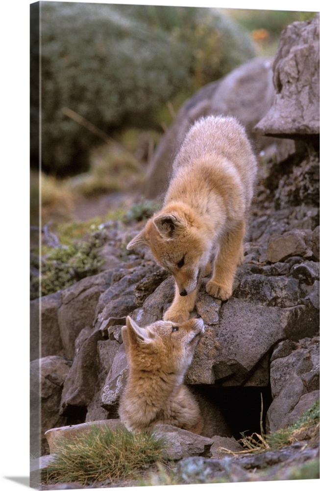 South American Gray Fox (Lycalopex griseus) pair at den, Torres del Paine National Park, Magallanes and Antartica Chilena ...