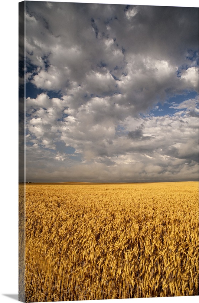 North America, USA, South Dakota, Summer morning wheat fields on the South Dakota praire