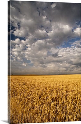 South Dakota, Summer morning wheat fields on the South Dakota prairie