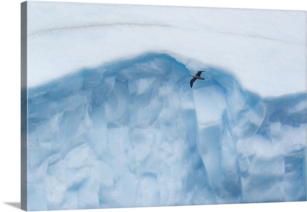 South Georgia Island, Antarctica. Giant petrel in flight in front of sculpted giant blue iceberg.