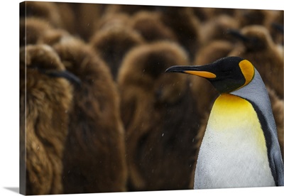 South Georgia Island, Gold Harbour, King Penguin Colony
