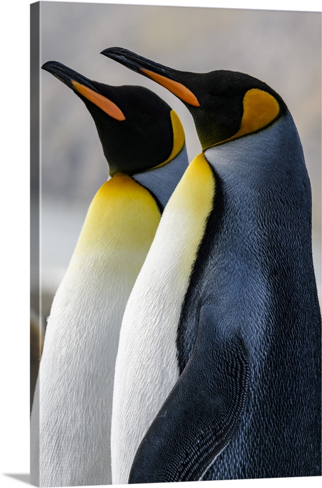 South Georgia Island, St. Andrews Bay. King penguins.