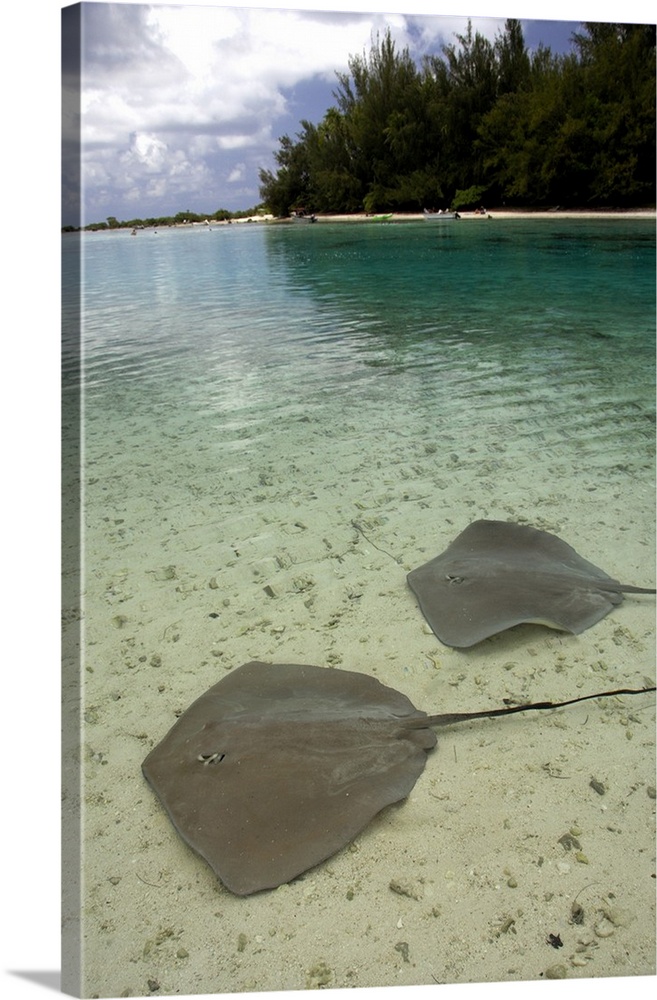 South Pacific, French Polynesia, Moorea. Stingrays in clear shallow lagoon.