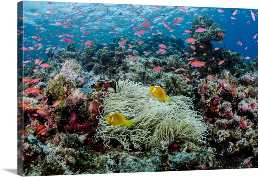 South Pacific, Solomon Islands. Reefscape of fish and corals.