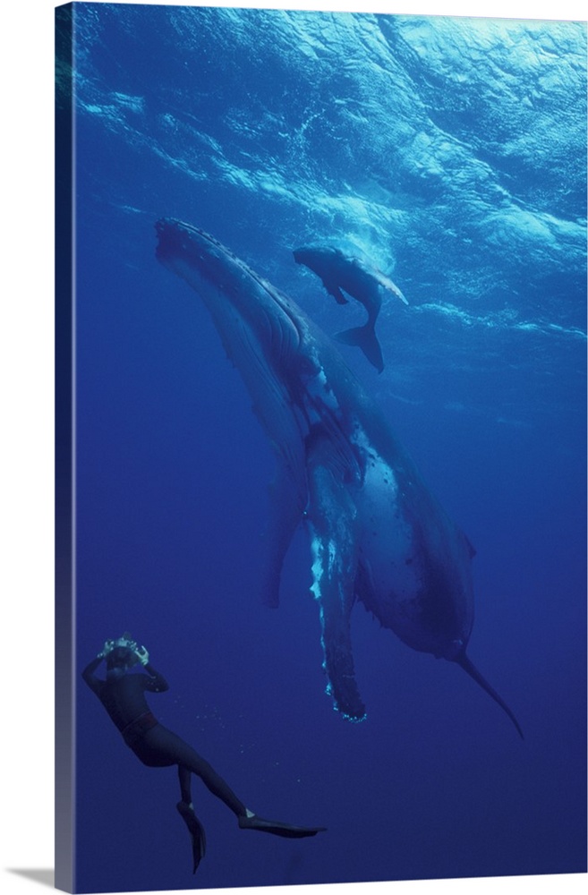 South Pacific, Tonga.Humpback whale and calf.diver photographer