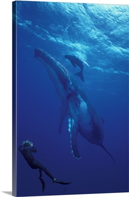 South Pacific, Tonga. Humpback whale and calf. diver photographer
