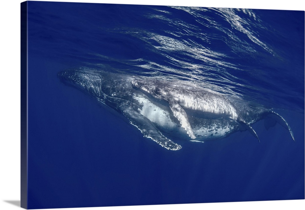 South pacific, Tonga. Humpback whale mother and calf close-up.