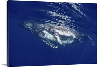 South Pacific, Tonga, Humpback Whale Mother And Calf Close-Up