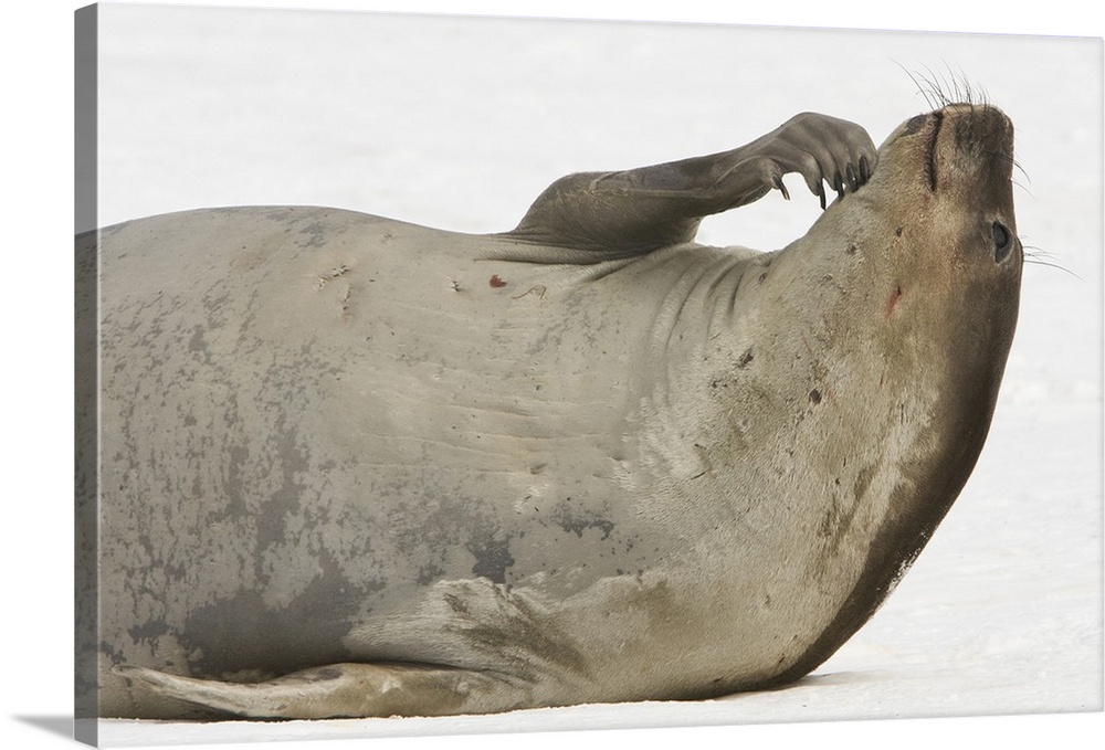 South Shetland Islands, Antarctica. Young Elephant Seal Scratches Chin.