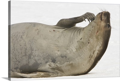 South Shetland Islands, Antarctica, Young Elephant Seal Scratches Chin