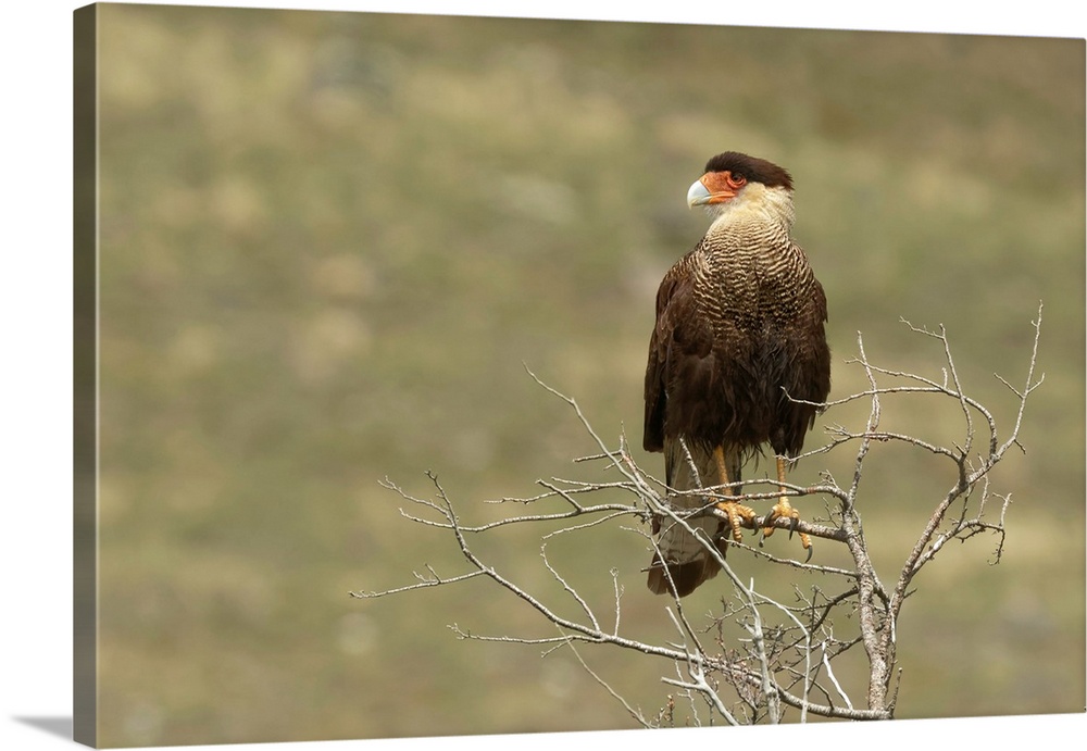 Southern Crested Caracara, Torres del Paine National Park, Chile, South America. Patagonia, Patagonia.