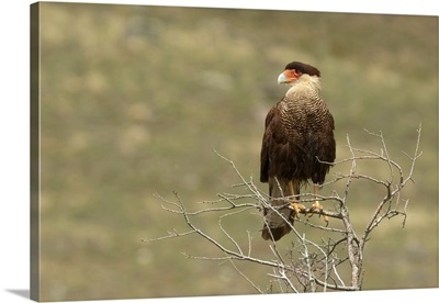 Southern Crested Caracara, Torres Del Paine National Park, Chile, South America