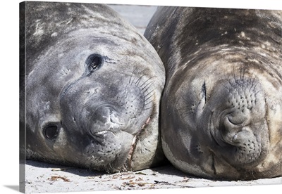 Southern elephant seal, males are social after the breeding season
