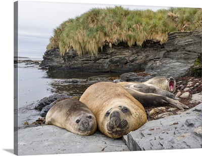 Southern Elephant Seal (Mirounga Leonina), Falkland Islands