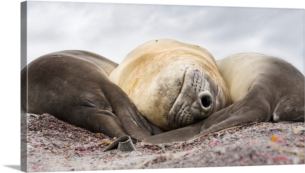 Southern elephant seal (Mirounga leonina), male, after breeding period on the Falkland Islands. South America, Falkland Is...